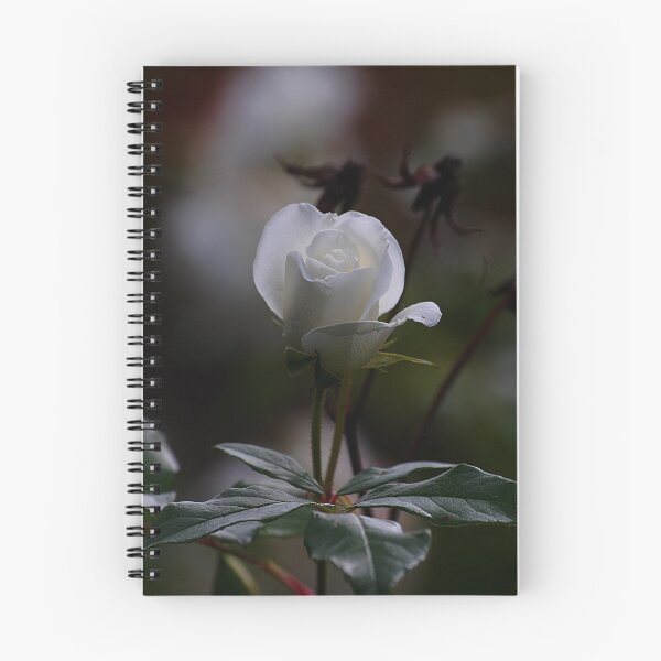 Item preview, White rose designed and sold by Declan Carr.