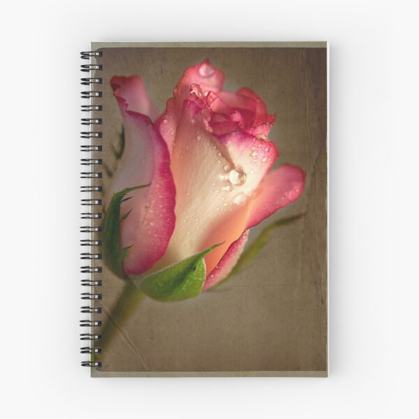 Aperçu de l'œuvre Paper Rose créée et vendue par Theresa Elvin.