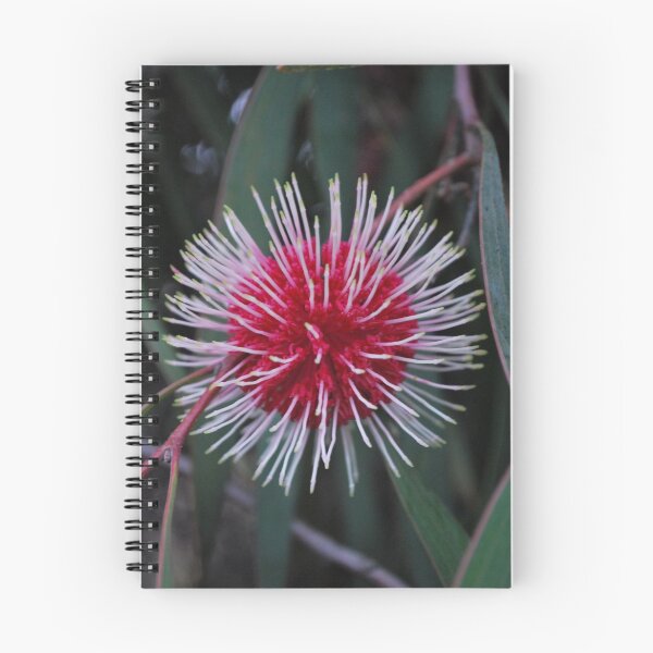 Item preview, Pincushion Hakea designed and sold by Lozzar Flowers & Art.