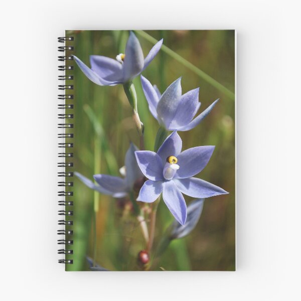 Item preview, Native Sun Orchid designed and sold by Lozzar Flowers & Art.