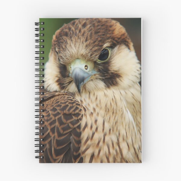 Item preview, Barbary Falcon designed and sold by Lindie Allen.