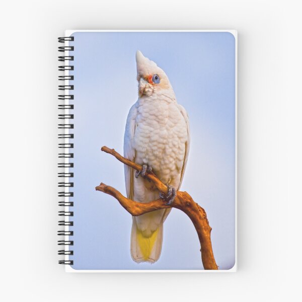 Item preview, Corella designed and sold by Dave Kelly.