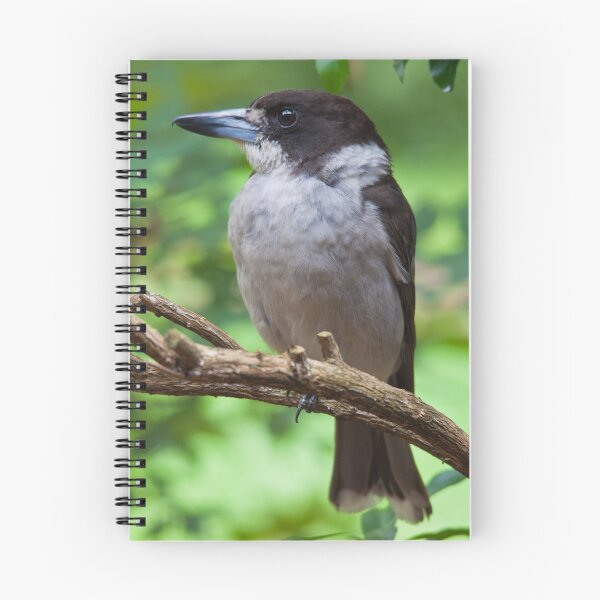 Item preview, Grey Butcher Bird designed and sold by Gary  Davey.