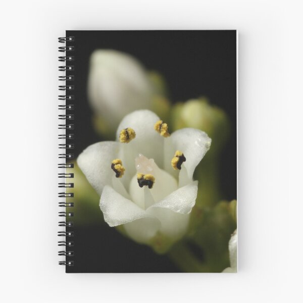 Item preview, Minute little Crassula flower designed and sold by Etwin.