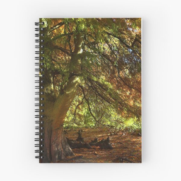 Item preview, Autumn sunlight - St James Park designed and sold by Winksy.