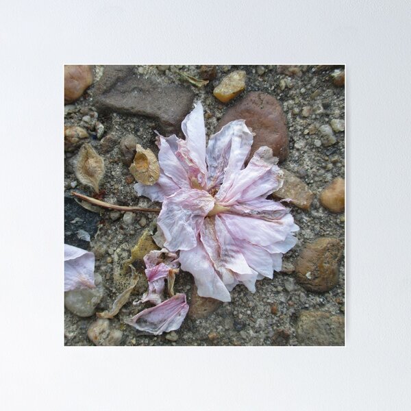 Fallen Pink Blossom Poster