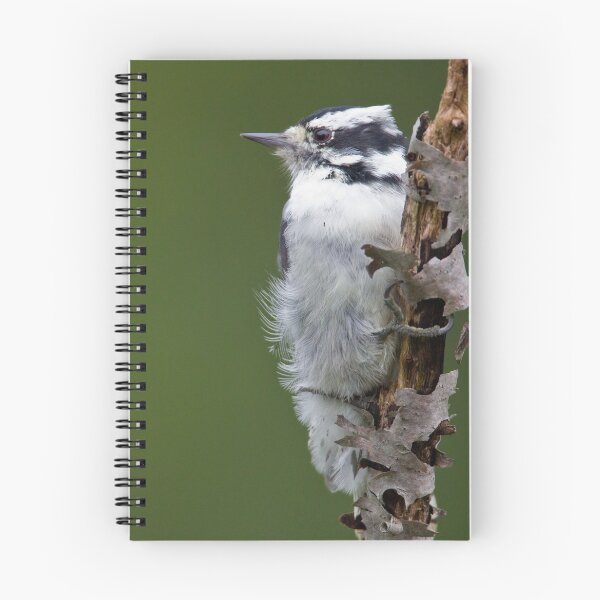 Item preview, Downy Woodpecker designed and sold by PixlPixi.