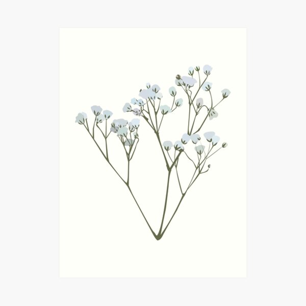 Babys Breath Drawing - Etsy