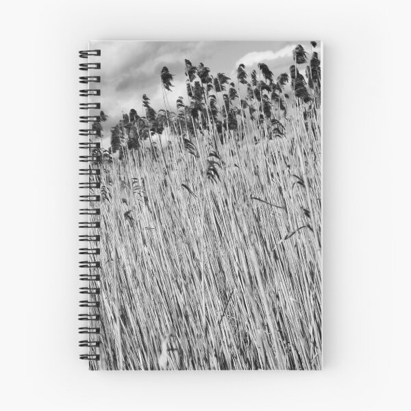 Artikelvorschau, Reeds Bool Lagoon entworfen und verkauft von tlees.