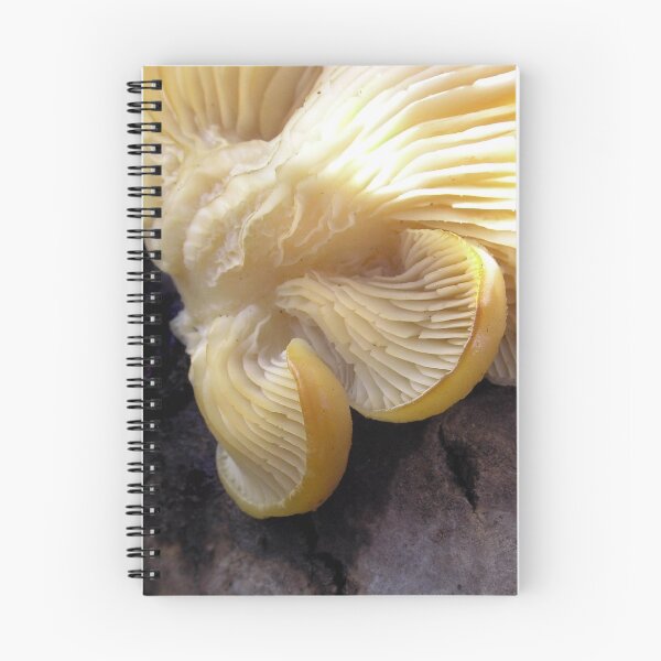Item preview, Gold Touched Oysters designed and sold by Carla Wick/Jandelle Petters.