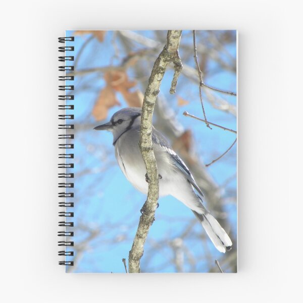 Item preview, Blue Jay, and Blue Skies designed and sold by NatureGreeting Cards ©ccwri.