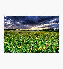 Darkness and Sun...Flowers Photographic Print