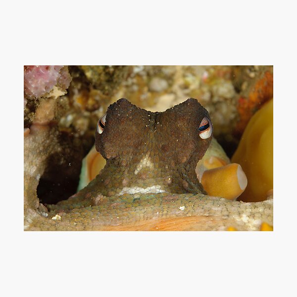 Common Sydney Octopus - Octopus tetricus Photographic Print