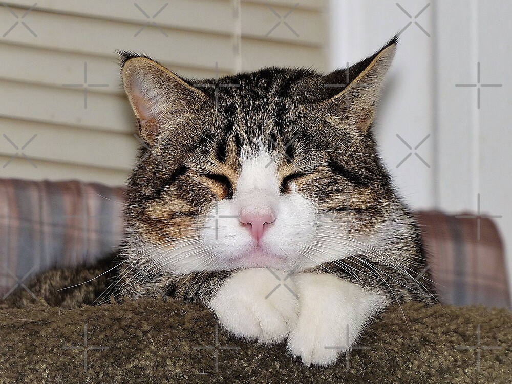 "Handsome Cat" by FrankieCat Redbubble