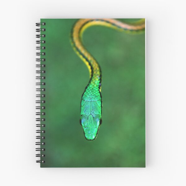 Item preview, Bronze-backed Parrot Snake designed and sold by Robbie Labanowski.