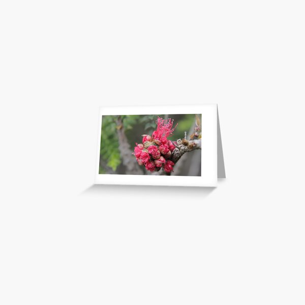 Blooming Xmas Balls Greeting Card