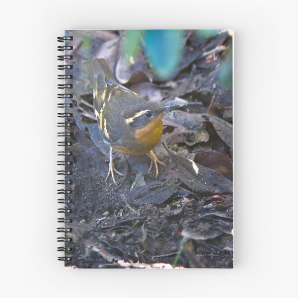 Item preview, Varied Thrush designed and sold by Buzzimage.