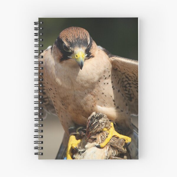 Item preview, Lanner Falcon eating a Quail designed and sold by Paulette1021.