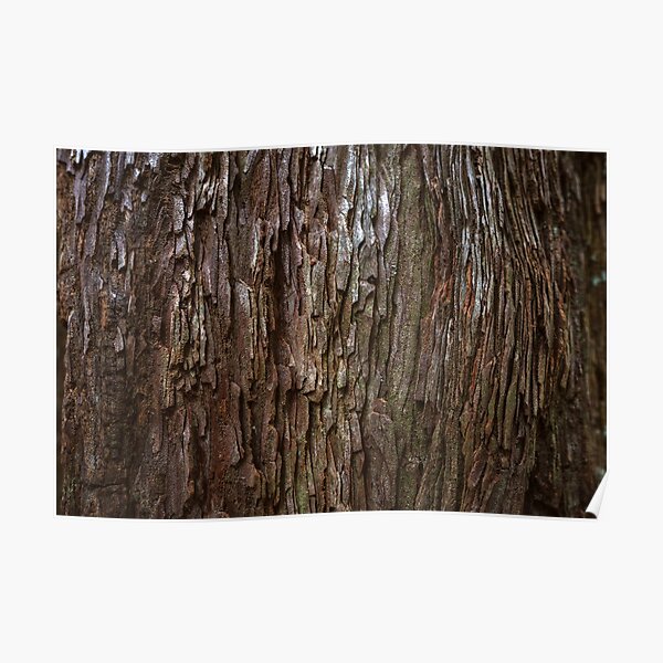 Redwood Bark Poster