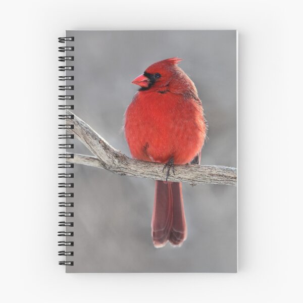 Item preview, King Of Hearts /  Northern Cardinal designed and sold by Gary Fairhead.