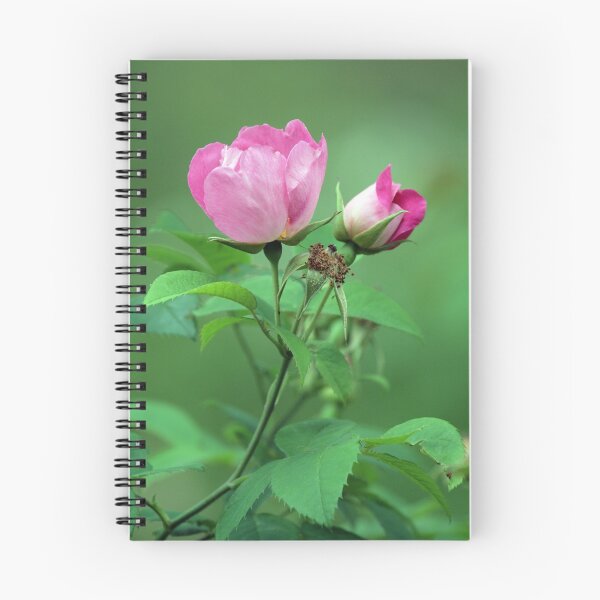 Item preview, Life Cycle of a Rose designed and sold by May-Le Ng.