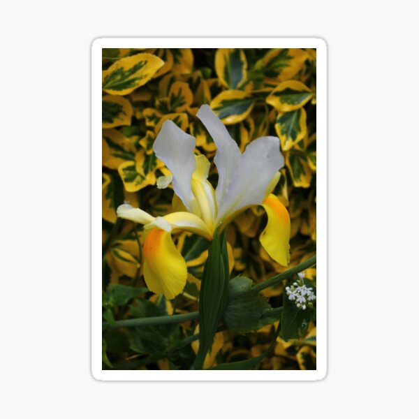 Beautiful Iris. Sticker