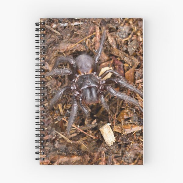 Item preview, Funnel-Web Spider (Female) designed and sold by Normf.
