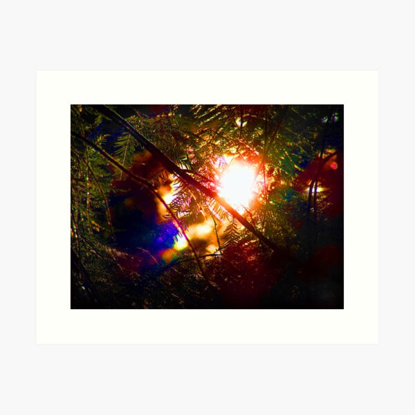 Evergreen rainbow Art Print