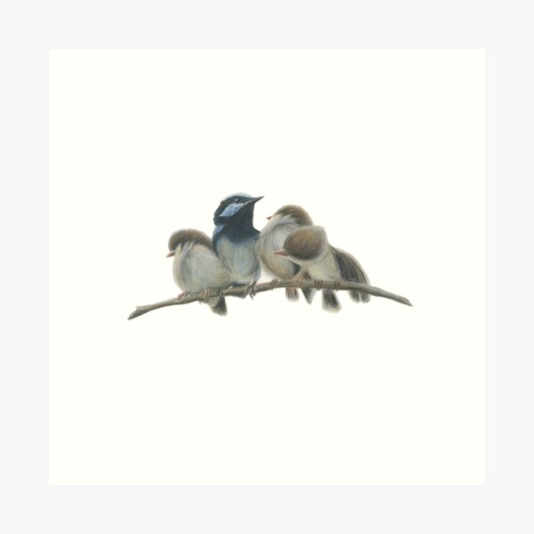 Item preview, Wren family. Blue wrens, blue wren art, Australian bird art.  designed and sold by RachaelCurryArt.