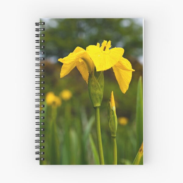 Item preview, Plant, Wild flower, Yellow Flag , Iris pseudacorus designed and sold by Hugh McKean.