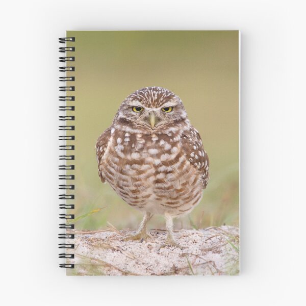 Item preview, Burrowing Owl looking unimpressed. designed and sold by Daniel Cadieux.