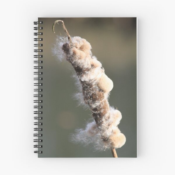 Item preview, Typha latifolia with seeds designed and sold by DutchLumix.