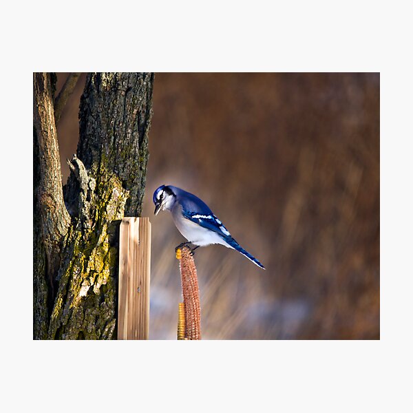 What's Up? Photographic Print