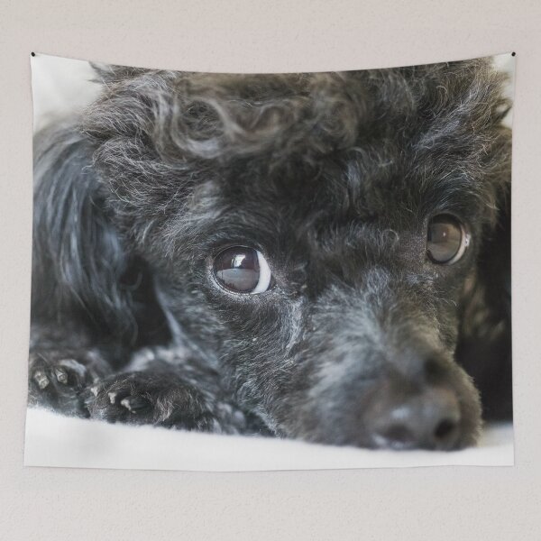 Item preview, Poodle designed and sold by KensLensDesigns.