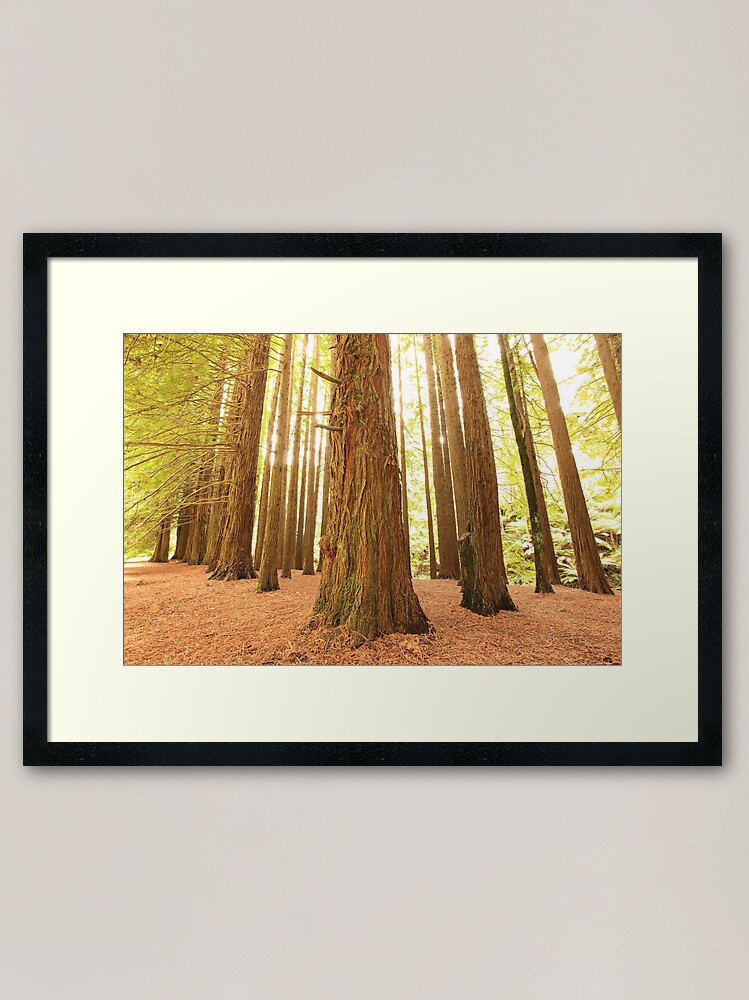 Alternate view of Californian Redwoods, Otways National Park, Australia Framed Art Print