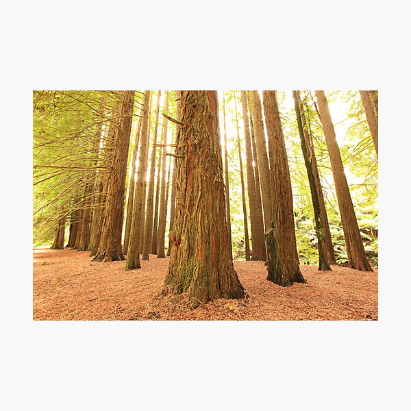Californian Redwoods, Otways National Park, Australia Photographic Print