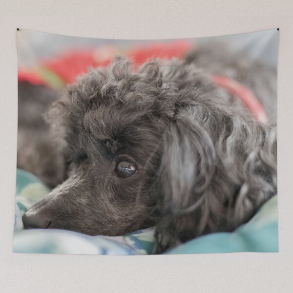 Item preview, Poodle Toy designed and sold by KensLensDesigns.