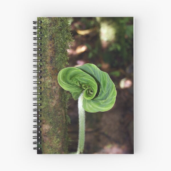 Aperçu de l'œuvre Unfurling Leaf in central Panama créée et vendue par genez.