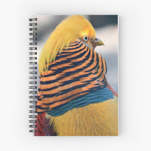 Item preview, Golden Pheasant designed and sold by DutchLumix.