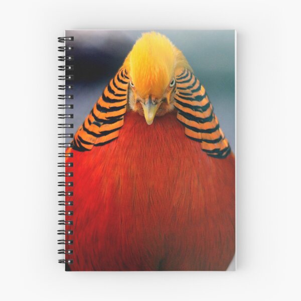 Item preview, Golden Pheasant 2 designed and sold by DutchLumix.