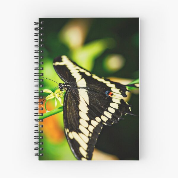 Item preview, Giant Swallowtail  designed and sold by Saija  Lehtonen.
