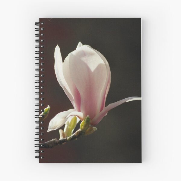 Item preview, Magnolia Kobus designed and sold by Nerone.