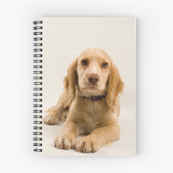 Item preview, A Gorgeous pose - Field Working Cocker Spaniel Pup designed and sold by cameravan1.