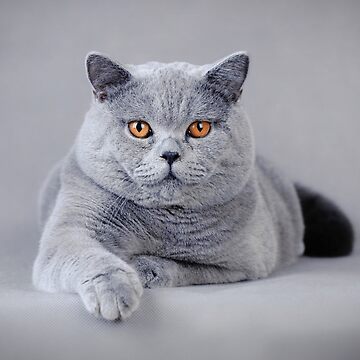 Artwork thumbnail, British shorthair cat portrait by PetsArt