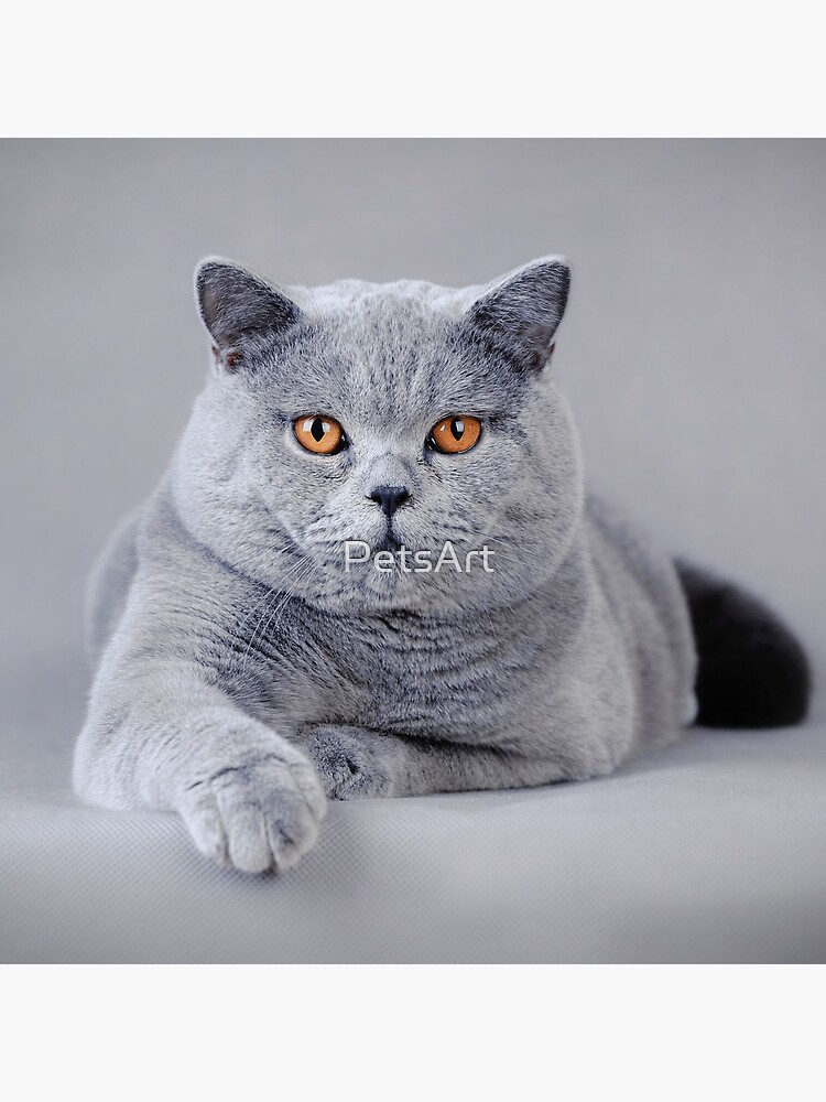 Thumbnail 4 of 4, Pillow, British shorthair cat portrait designed and sold by PetsArt.