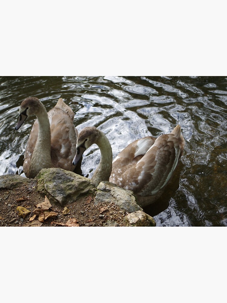 " Poster for Sale by CORNISHPHOTOS Redbubble