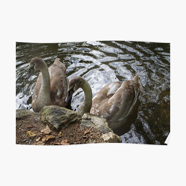 " Poster for Sale by CORNISHPHOTOS Redbubble