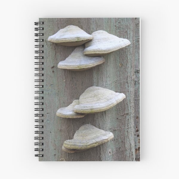 Item preview, Piptoporus betulinus designed and sold by DutchLumix.