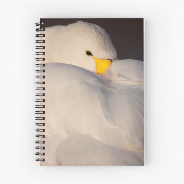 Item preview, Whooper Swan Resting (WWT Slimbridge) designed and sold by Cliff Williams.