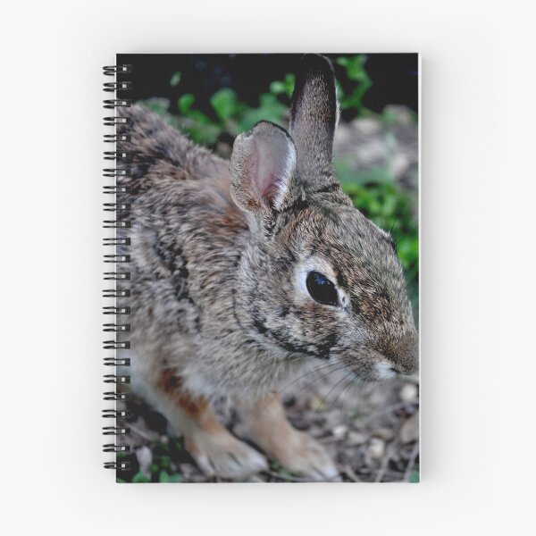 Artikelvorschau, Bunny entworfen und verkauft von INTERACTION.